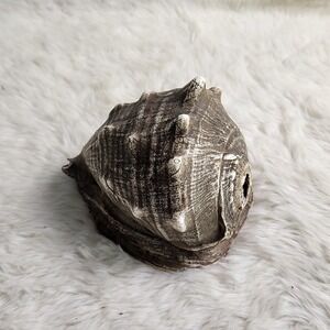 Brown & Beige Striped Helmet Conch Sea Shell 6.5" x 5.5" x 5"